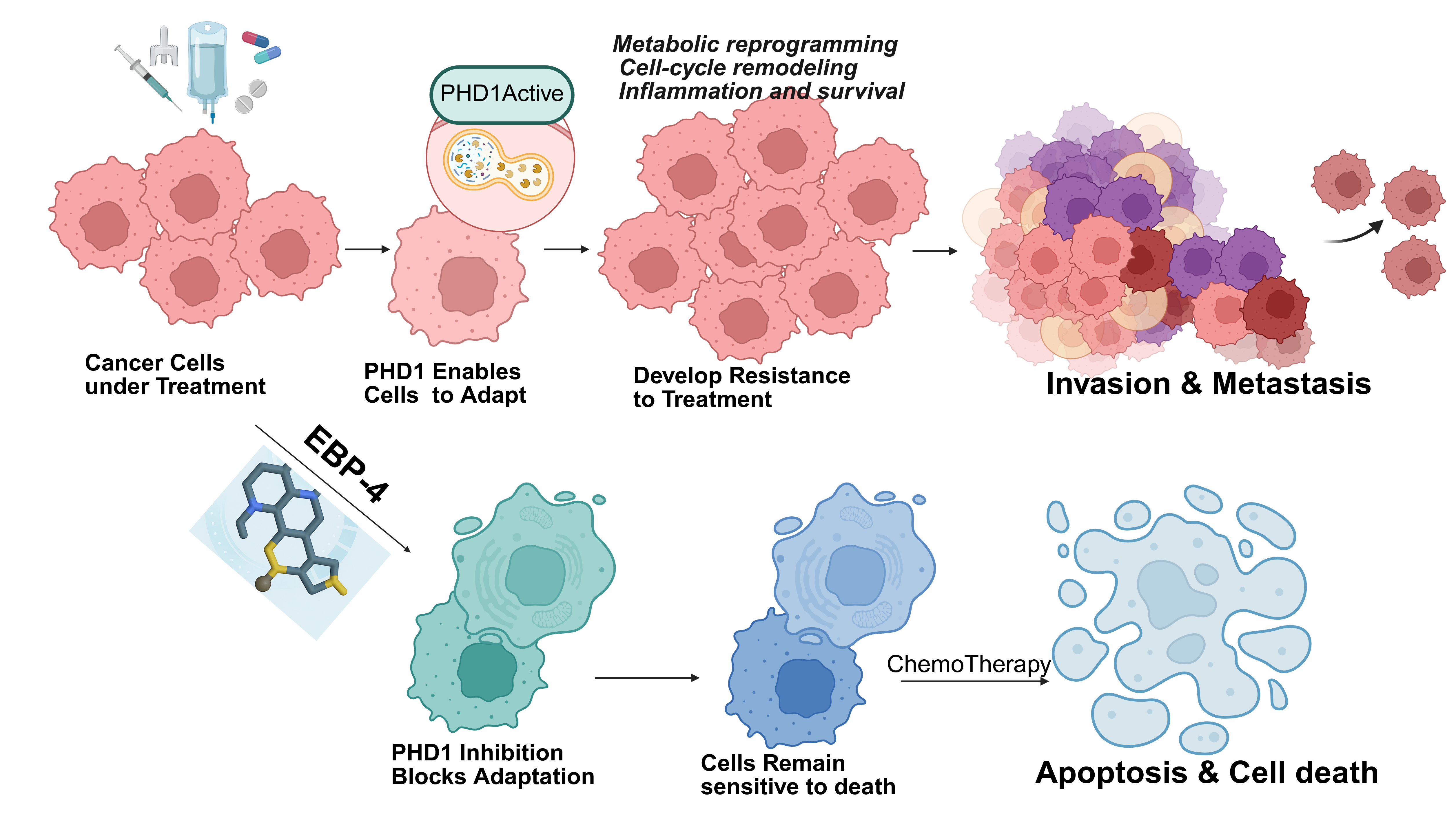 EBP-4 mechanism: PHD1 inhibition blocks adaptive resistance, keeping cancer cells sensitive to chemotherapy-induced apoptosis